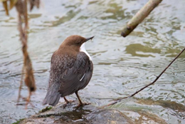 Publikation von zwei Maturaarbeiten
